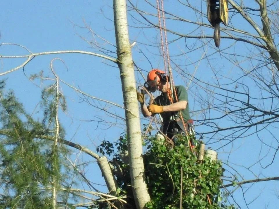 Professional tree surgery services